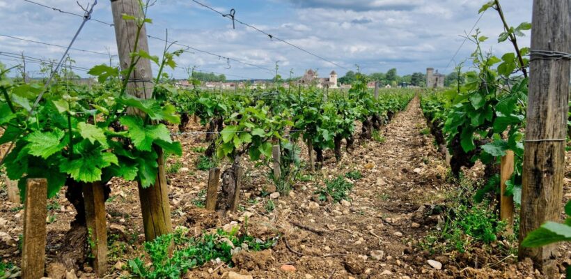 Rangées de vignes sur un sol calcaire, avec un village bourguignon en arrière-plan