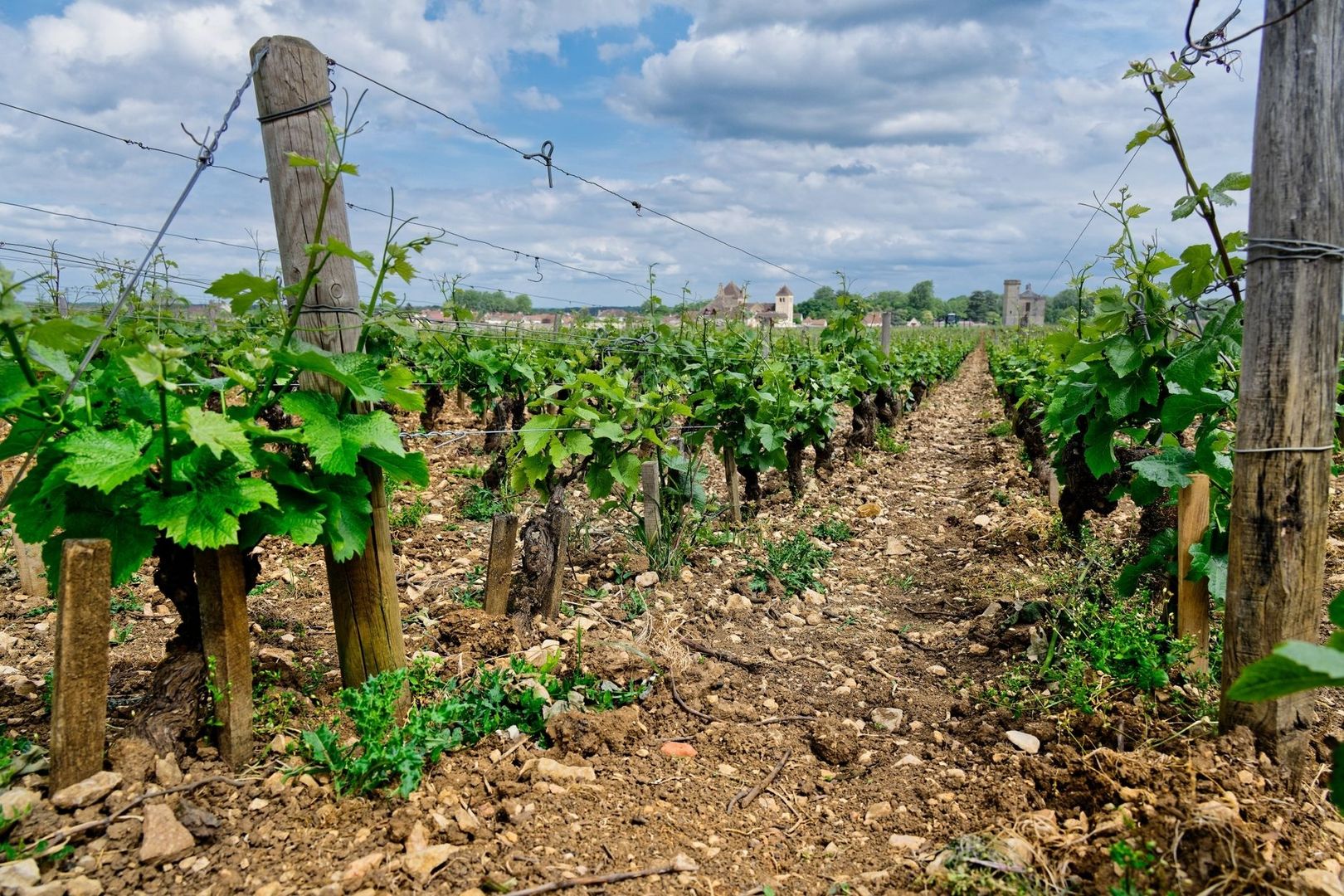 Rangées de vignes sur un sol calcaire, avec un village bourguignon en arrière-plan