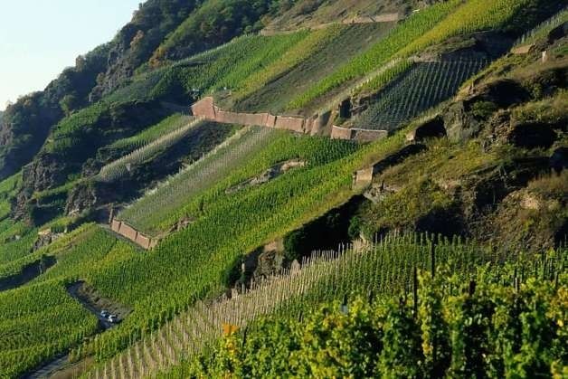 Vignes en terrasses sur un coteau escarpé de Bourgogne