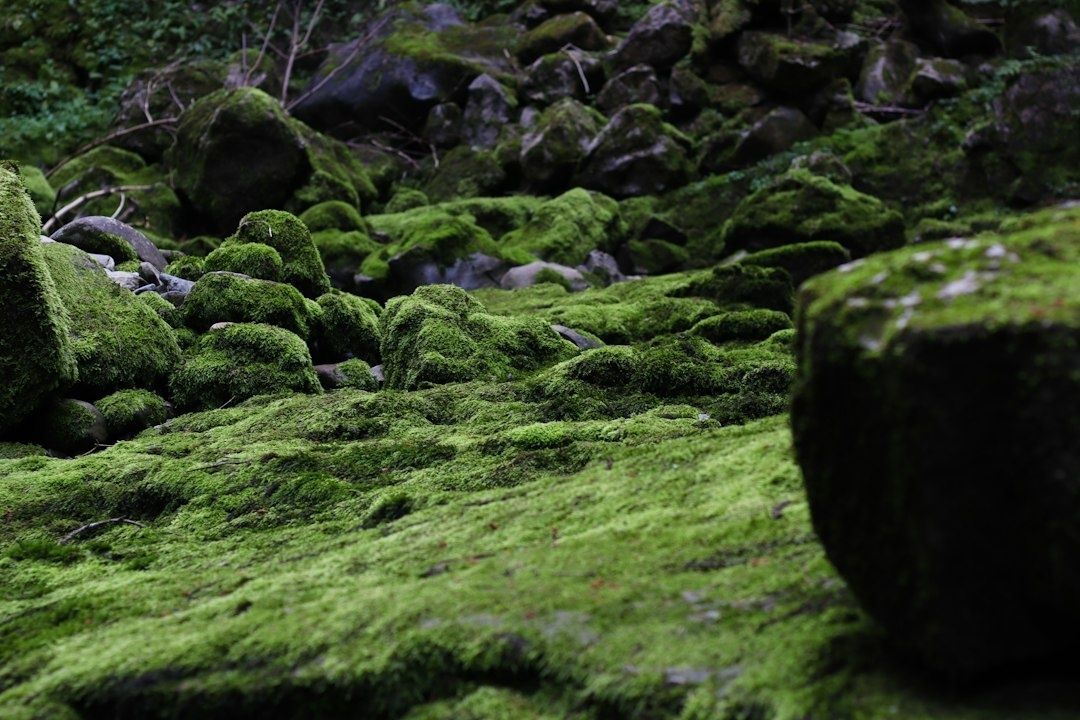 Blocs rocheux couverts de mousse dans un sous-bois humide du Morvan